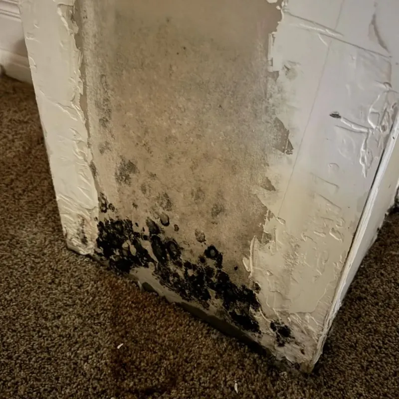 Professional Mold Removal in Mathews, VA